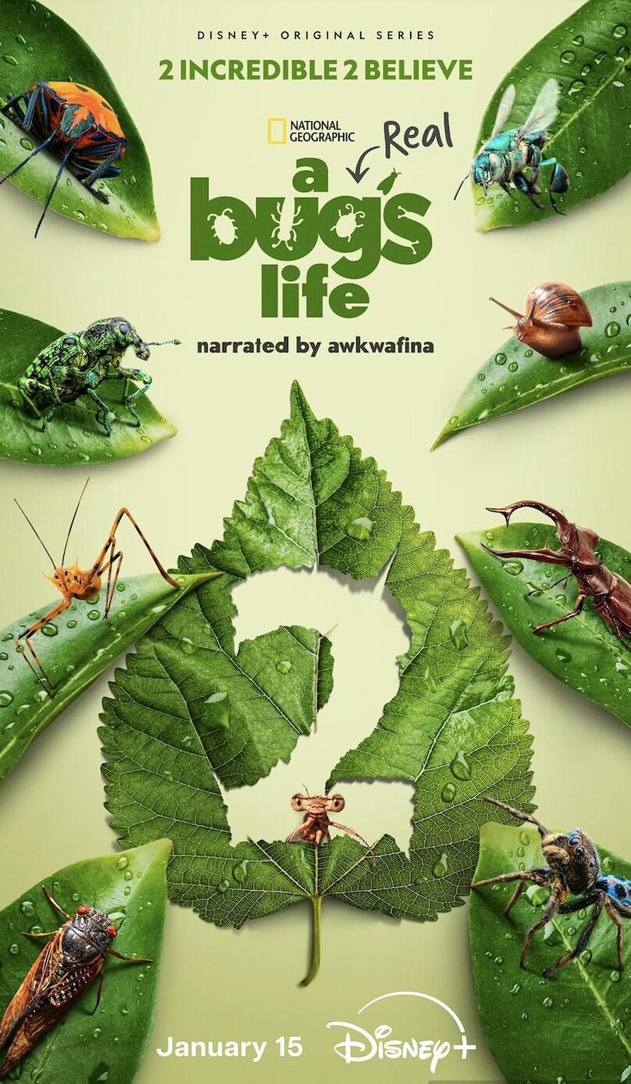 虫虫历险记/虫虫危机/虫虫特工队.A.Real.Bug's.Life.1-2季合集.1080p